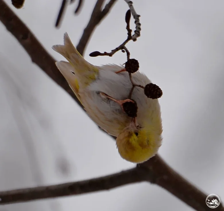 У Чорнобилі помітили нетипового чижа