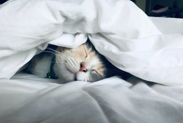 Чому котики втрачають апетит: пояснення