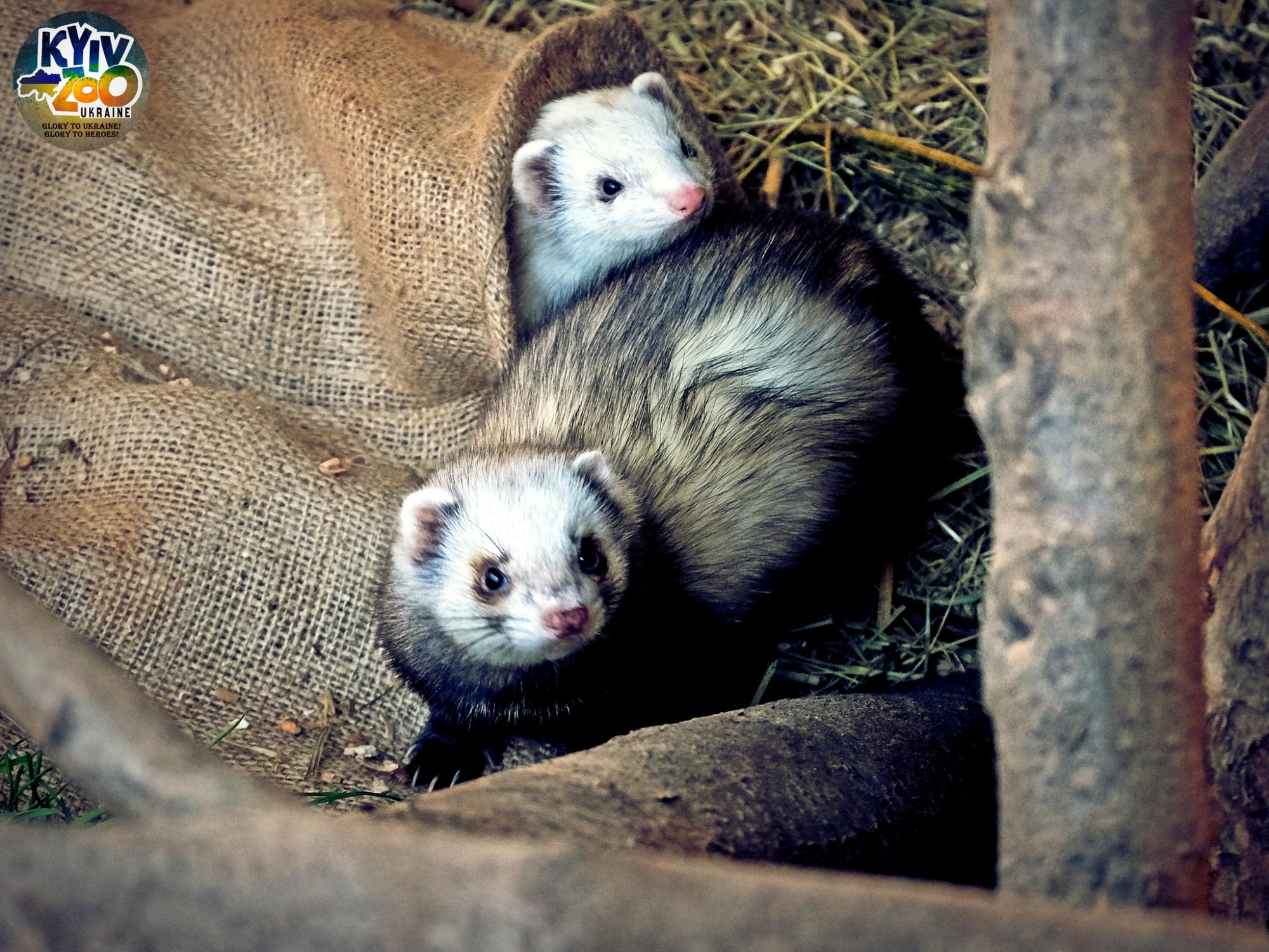 Нові сім’ї тварин у зоопарку Київ: милі фото