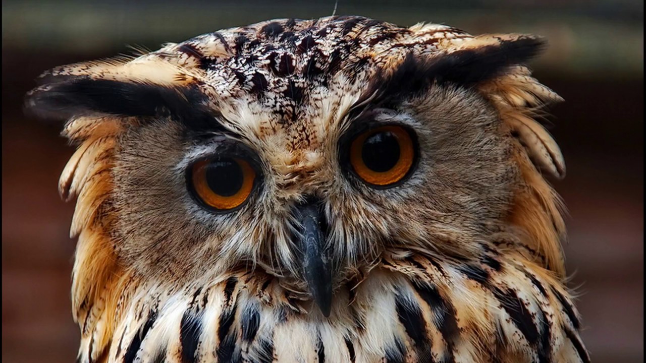 Рідкісний птах з’явився в Чорнобилі: Пугач – знак природного відродження