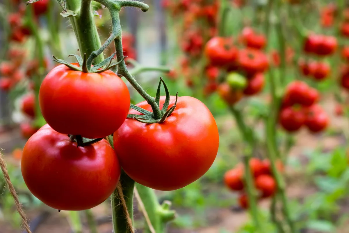 Чому скручується листя на помідорах та як впоратися з цим