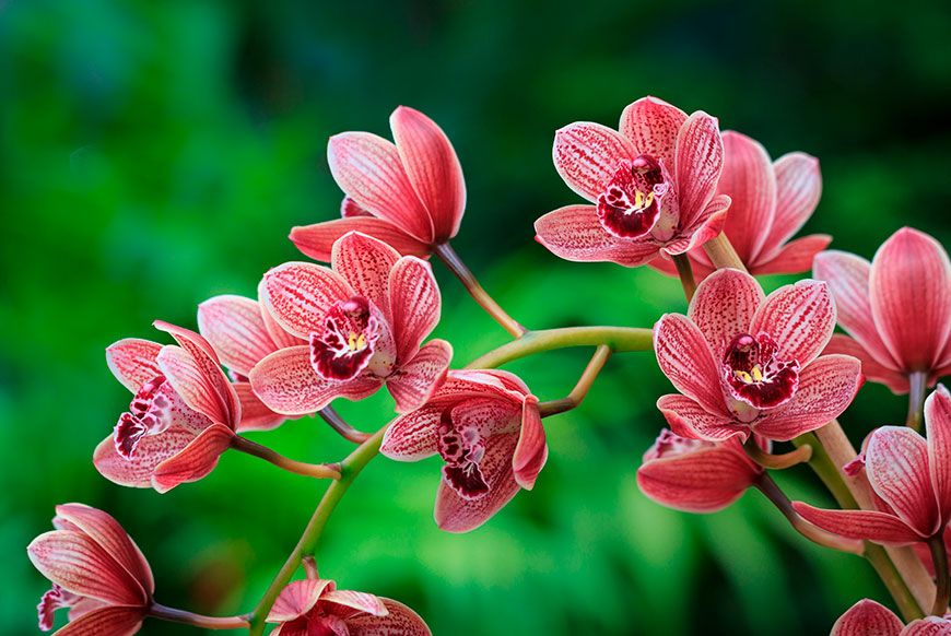 Як підживити орхідею: потужний стимулятор росту