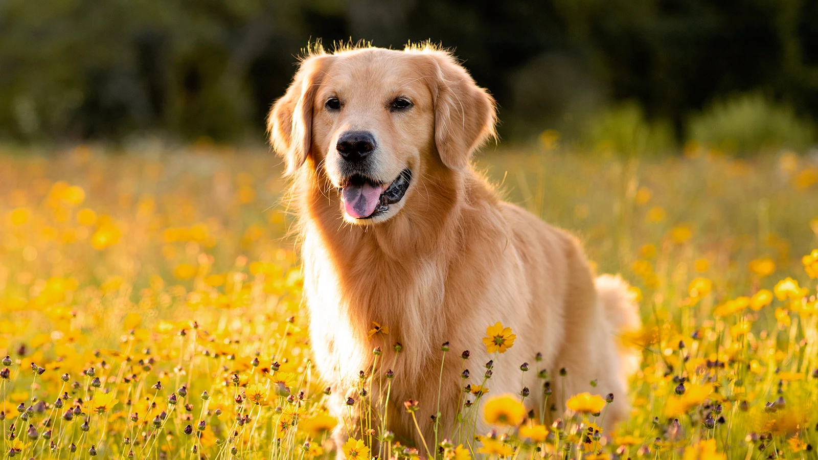 Які існують ознаки алергії у собак