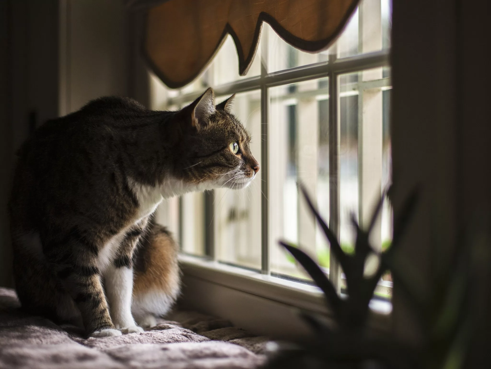 Чому коти люблять підвіконня: неочікувана відповідь