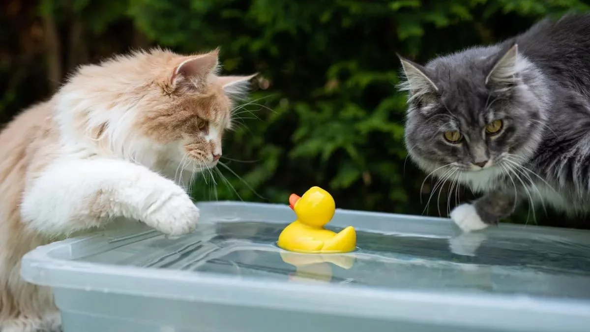 Коли потрібно купати кота: поради від спеціалістів