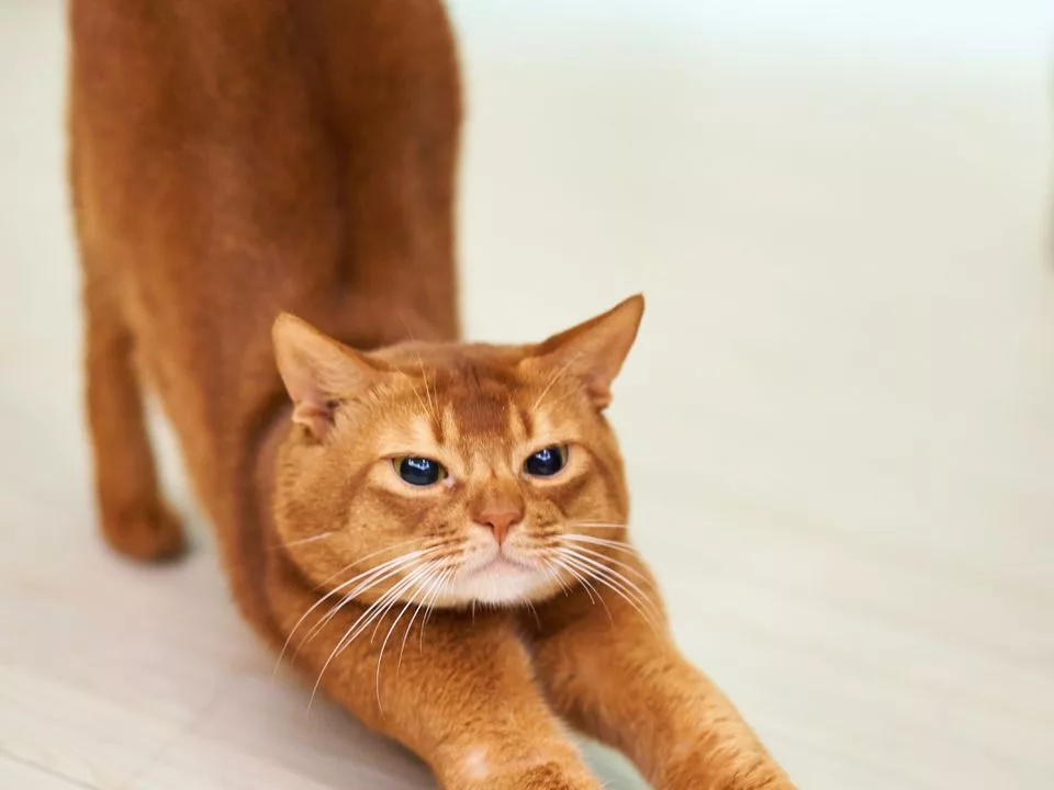 Експерти пояснили, якими способами кішки знімають стрес