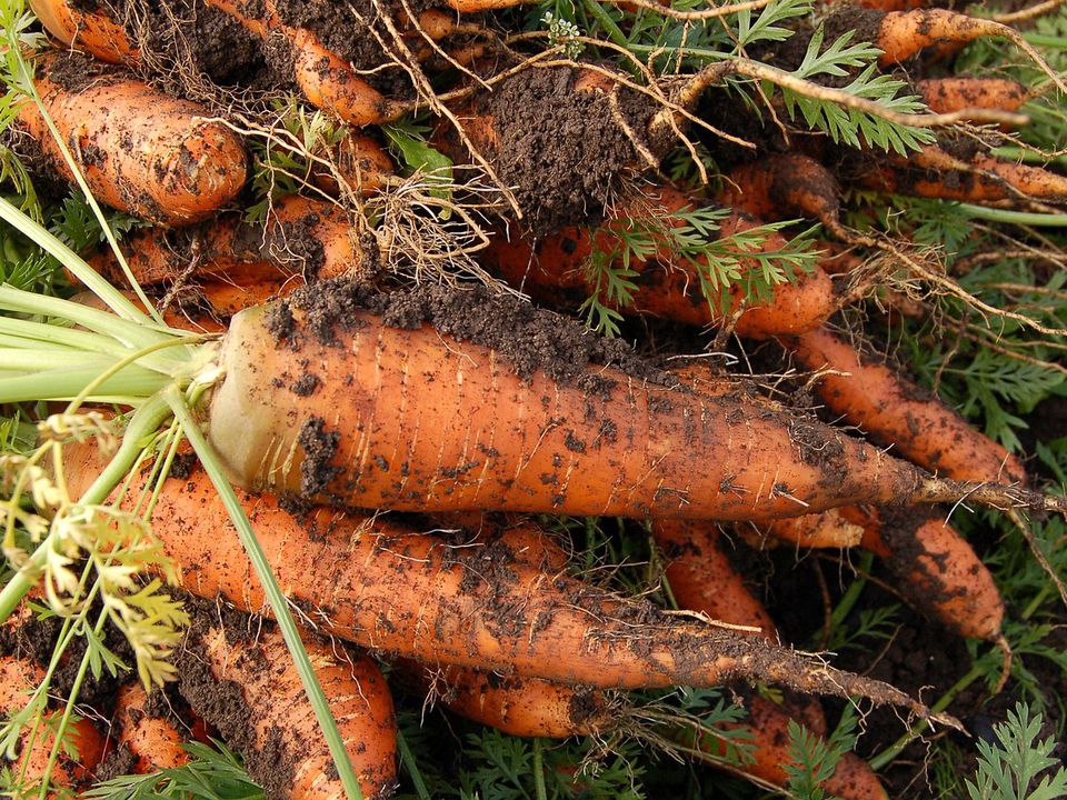 Як посадити моркву, щоб збільшити її врожай удвічі