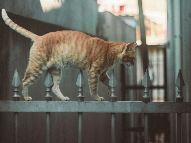 Як знайти зниклого кота, якщо він загубився на вулиці, дачі чи втік із дому