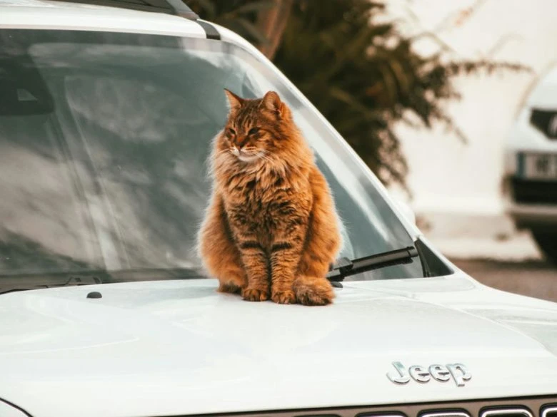 Чому коти не люблять автомобільні поїздки, а собаки навпаки