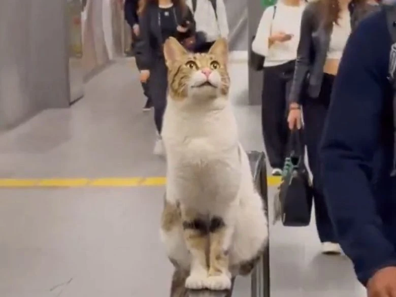Котик в турецком метро поймал связь с космосом