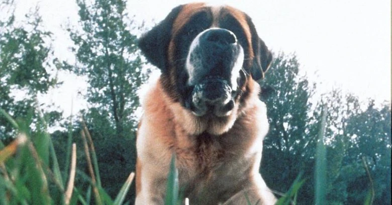 Netflix готовит новый фильм по роману Стивена Кинга ‘Cujo’