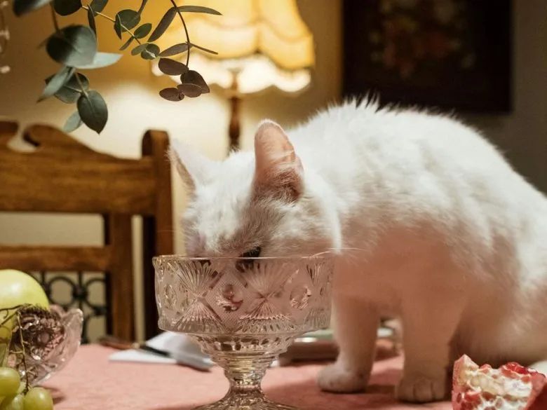 П’ять звичок котів, які дратують господарів: причини та поради щодо вирішення