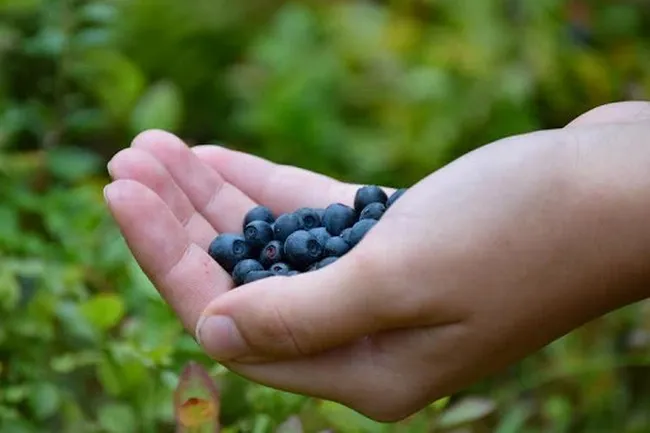 12 продуктов для улучшения работы мозга