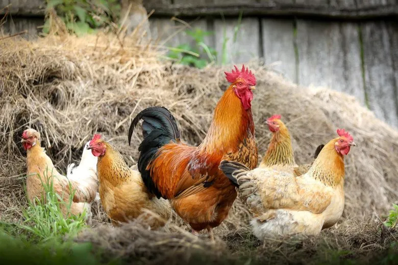 Какие продукты нельзя давать курям: список вредного корма для птицы