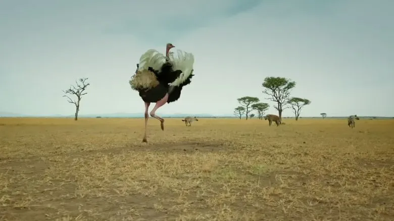 Як африканські страуси захищаються від гієн та інших хижаків