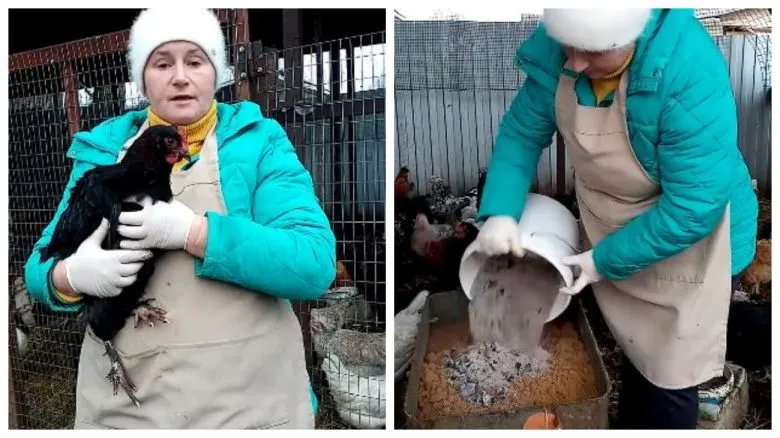 Як позбавити курей від паразитів природними методами навесні