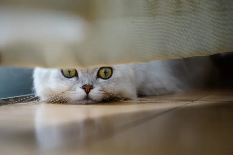Кототерапія: як коти впливають на довголіття та які породи популярні у 2026 році